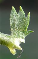  Stipule multifid